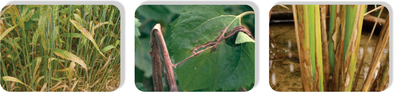 Iprodione Carbendazim Aria2