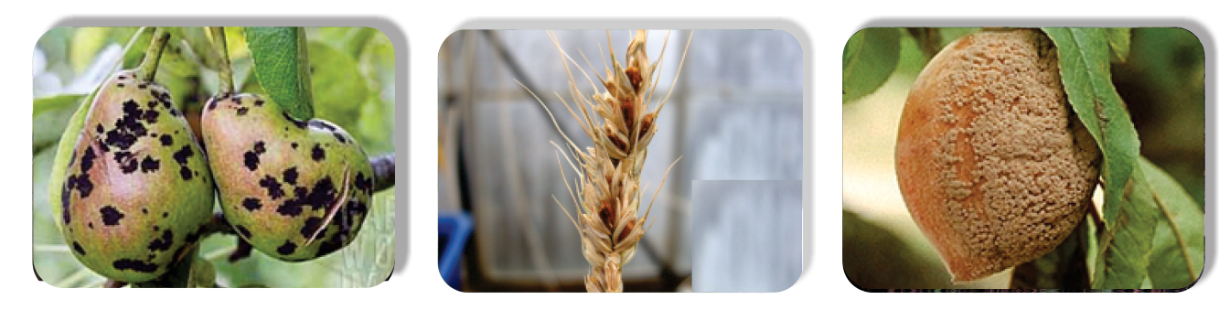 ThiophanateMethyl copy