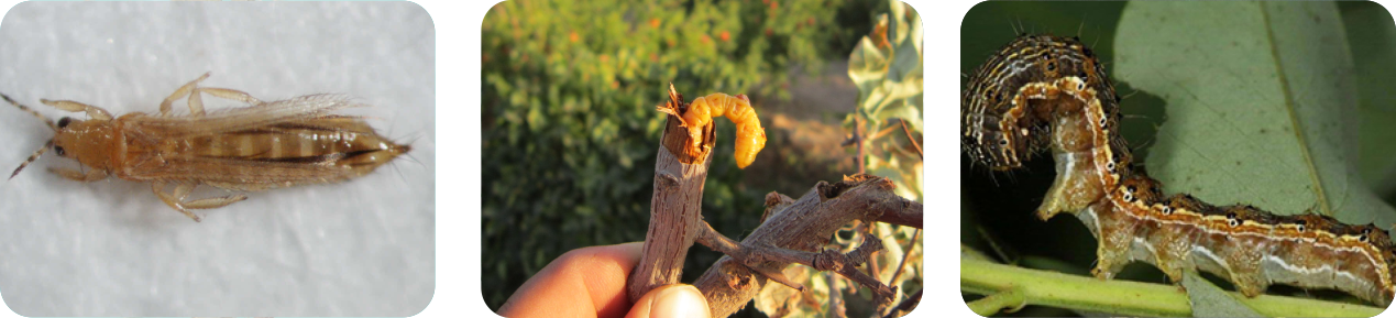 سه تایی تیودیکارب اس سی