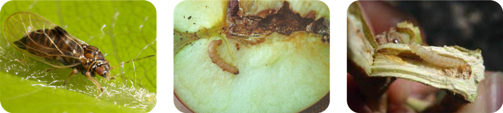 عکس سه تایی لوفنورون