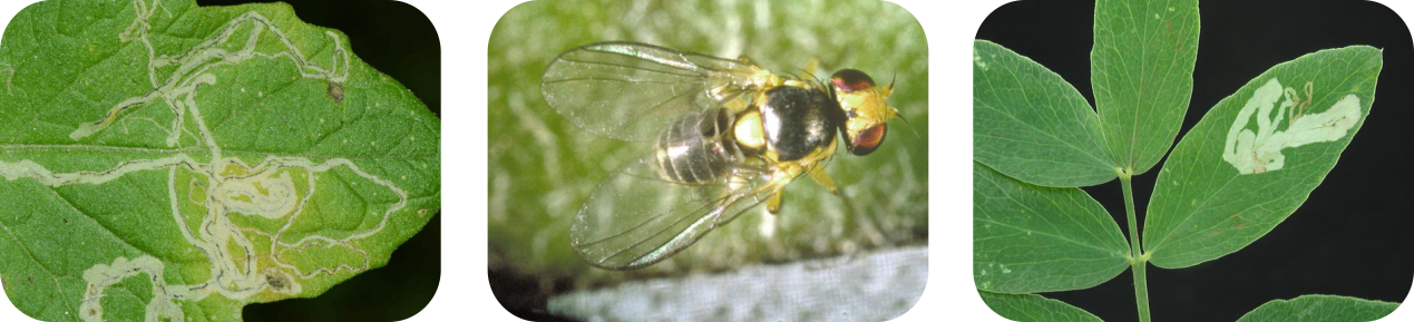 عکس سه تایی سیرومازین سایت