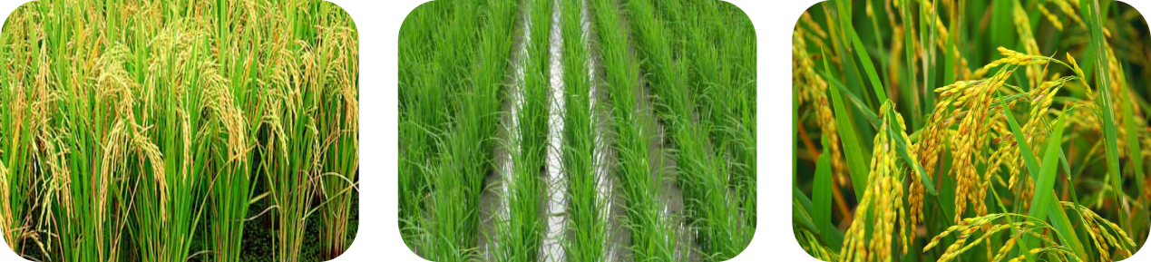 سه تایی تیتان