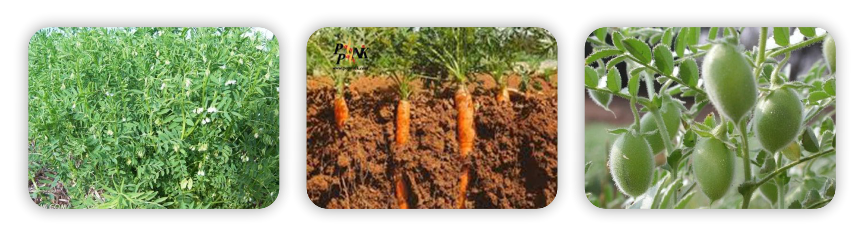 عکس سه تایی لینورون