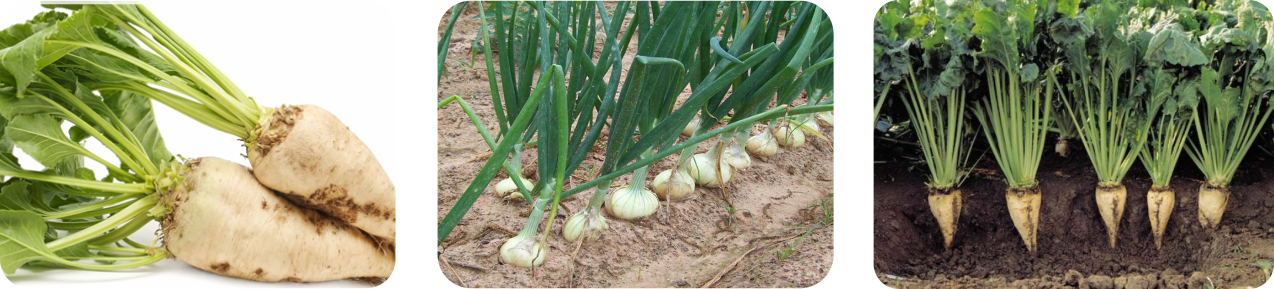 ستوکسیدیم