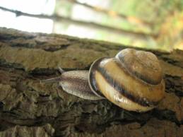 CAucasotachea