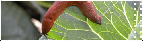 slug
