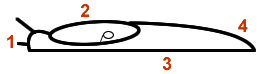 snail