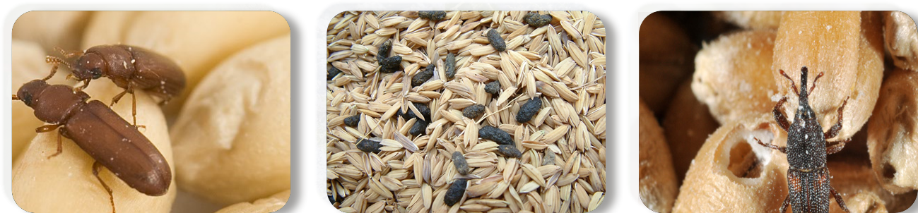 Aluminium Phosphide