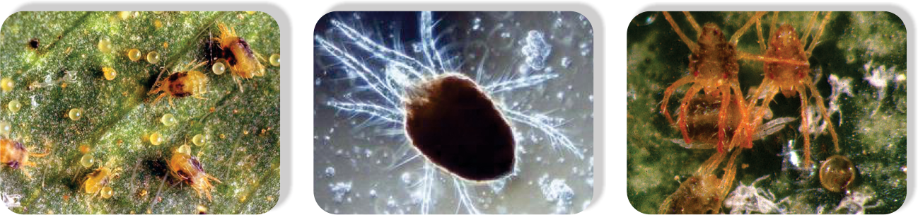 Bromopropylate2