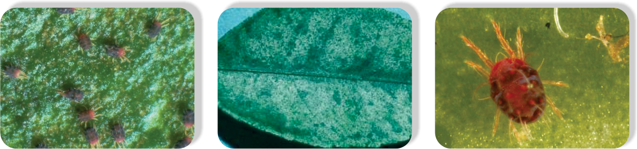 Hexythiazox2