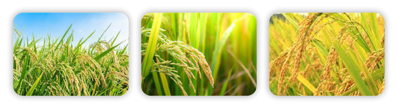 سه تایی پنوکسولام