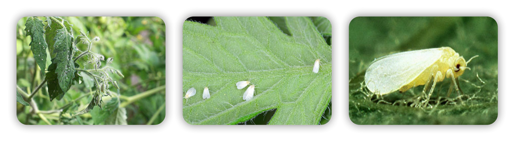 سه تایی تیامتوکسامآبامکتین