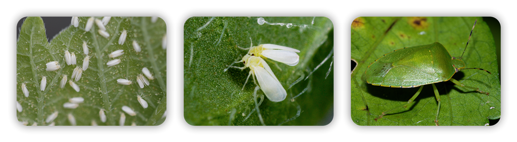 سه تایی تیامتوکسام لامبدا