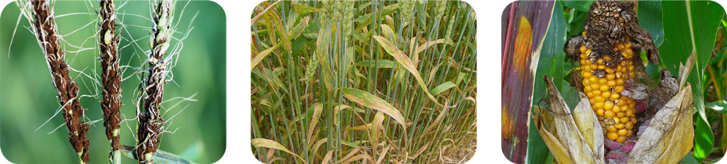 سه تایی کربوکسین تیرام