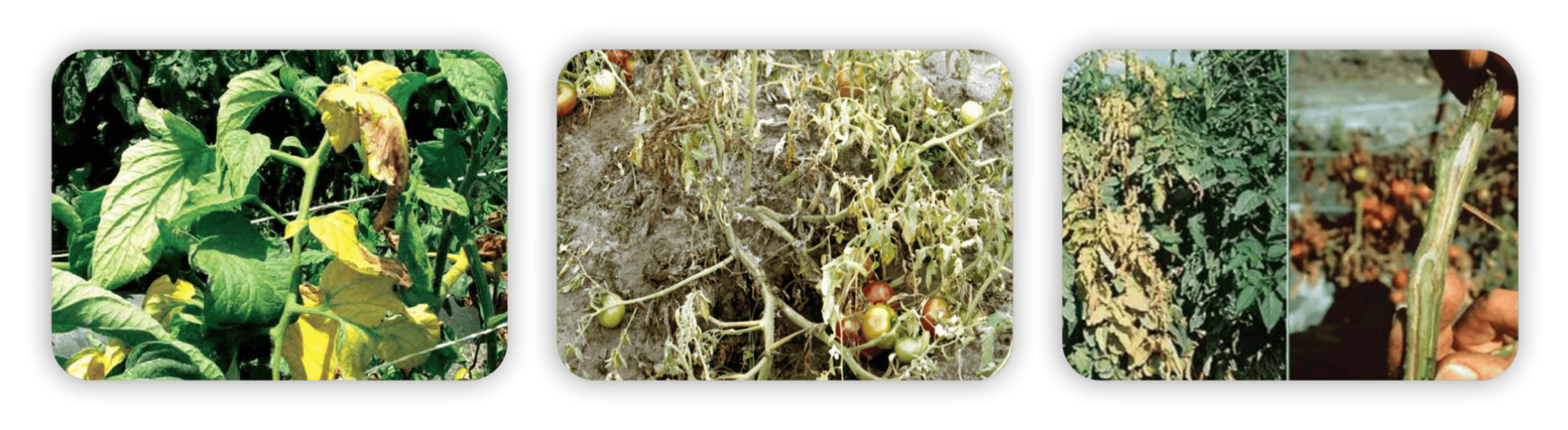 عکس سه تایی هایمکسازول