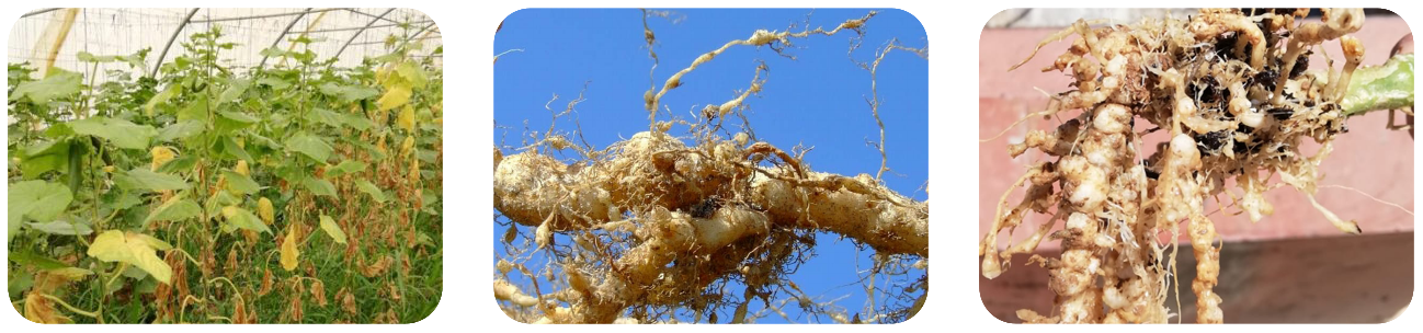 اتمیک عکس سه تایی