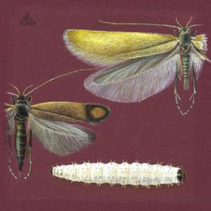 پروانه برگ خوار غلات: Syringopais temperatella