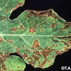 آنتراکنوز هندوانه:Colletotrichum lagenarium