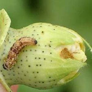 کرم خاردار پنبه: Earias insulana