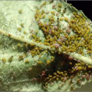 شته سیب: Aphis pomi