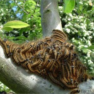 پروانه تخم انگشتری: Malacosoma neustria