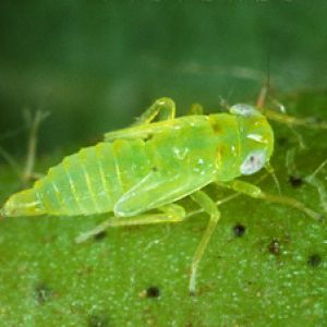زنجرک سبز چغندر قند:Empoasca spp.