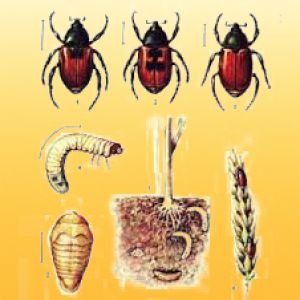سوسک قهوه ای گندم:Anisoplia austriaca