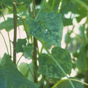 ویروس موزاییک خیار: CMV= Cucumber Mosaic Virus