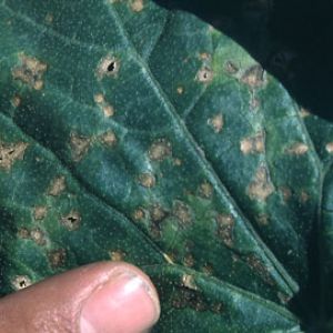 آنتراکنوز طالبی:Colletotrichum lagenarium