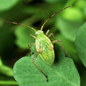  سنک غوزه پنبه: Adelphocoris lineolatus