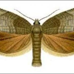 کرم سیب: Cydia pomonela
