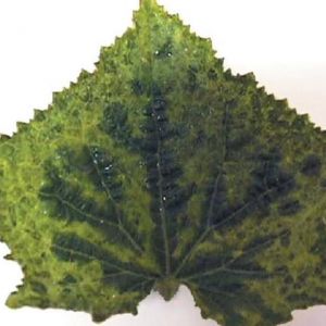 ویروس موزاییک خیار: CMV= Cucumber Mosaic Virus
